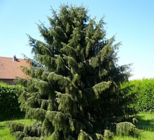 Brewer-Spruce-Picea-breweriana-CreativeCommonsMeneerkebloem